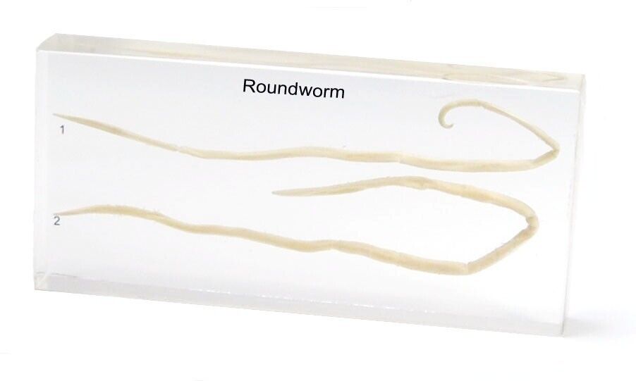 Roundworm Specimen Paperweight Taxidermy Collection Resin
