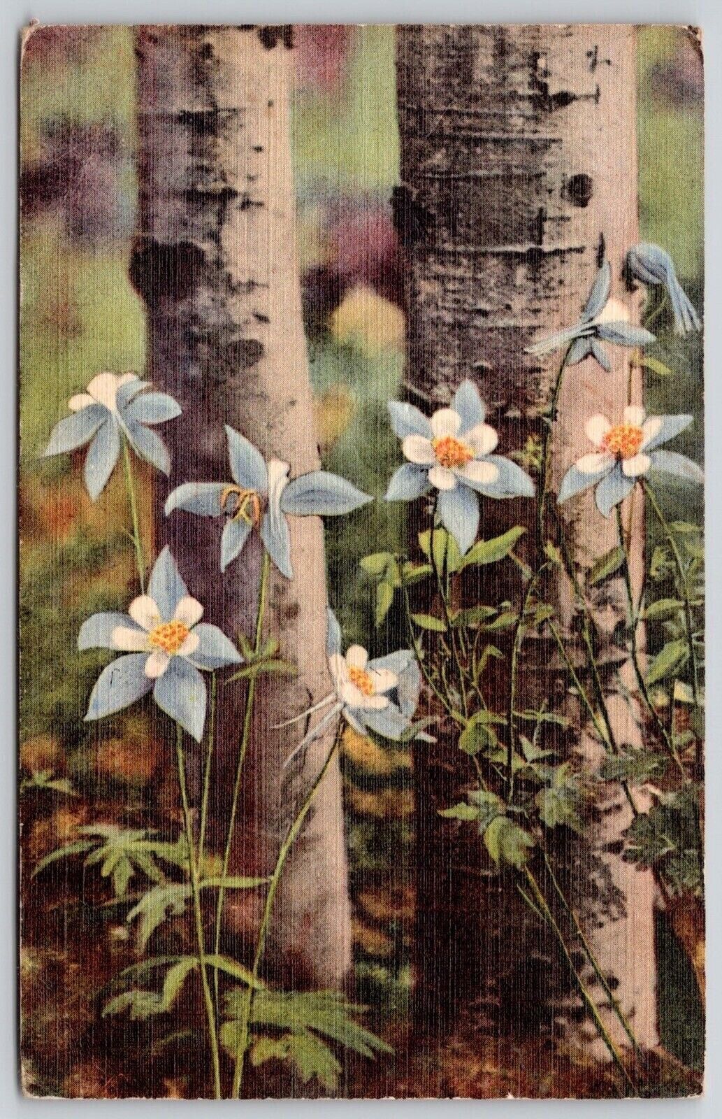 Colorado Columbines Growing Along Aspens State Flower Postcard PM Estes Parks CO