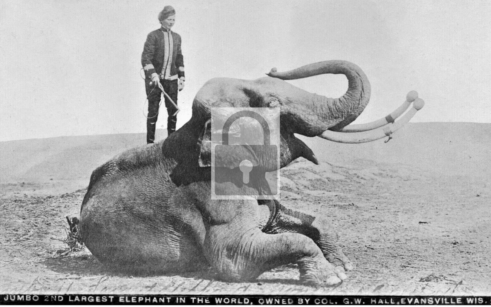 Jumbo Circus Elephant & Trainer Evansville Wisconsin WI Reprint Postcard