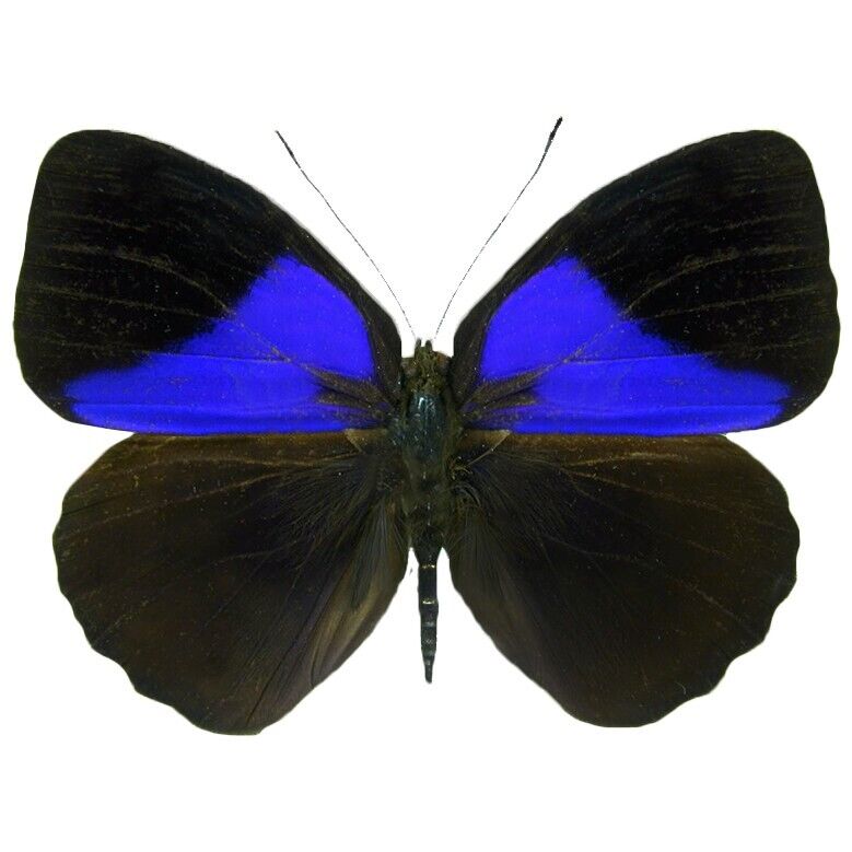 Eunica amelia blue black butterfly Peru UNMOUNTED/WINGS CLOSED