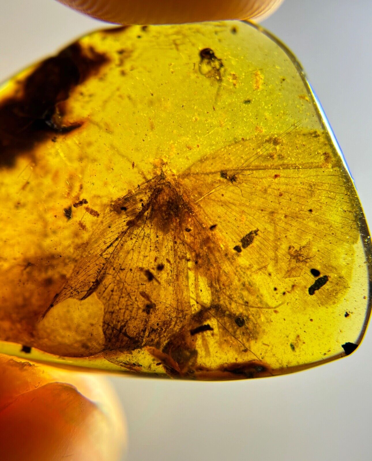 Genuine Fossil amber Insect burmite Burmese Huge Neuroptera Myanmar