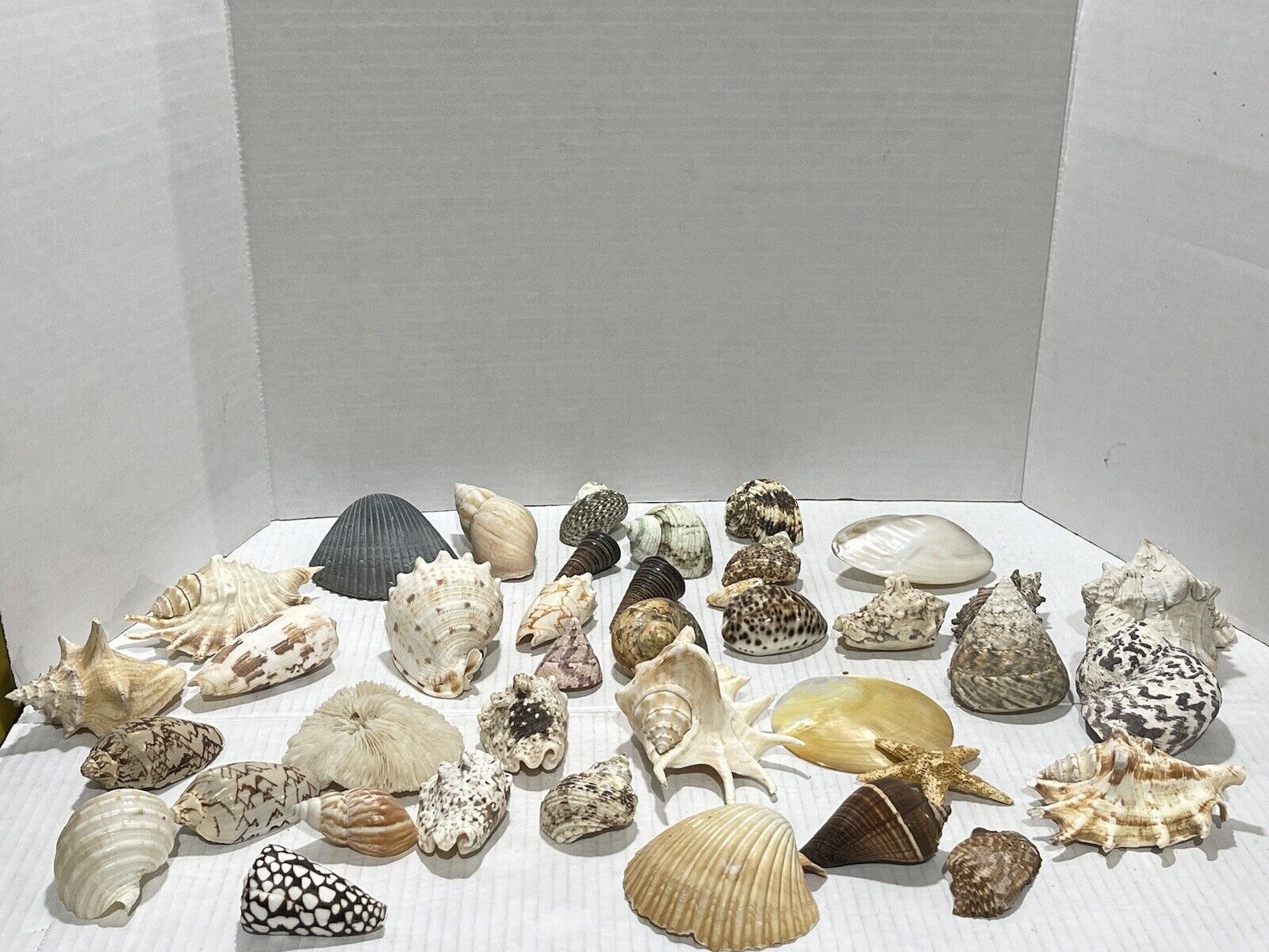Super Cool Seashell Lot Collection See VIDEO 👀
