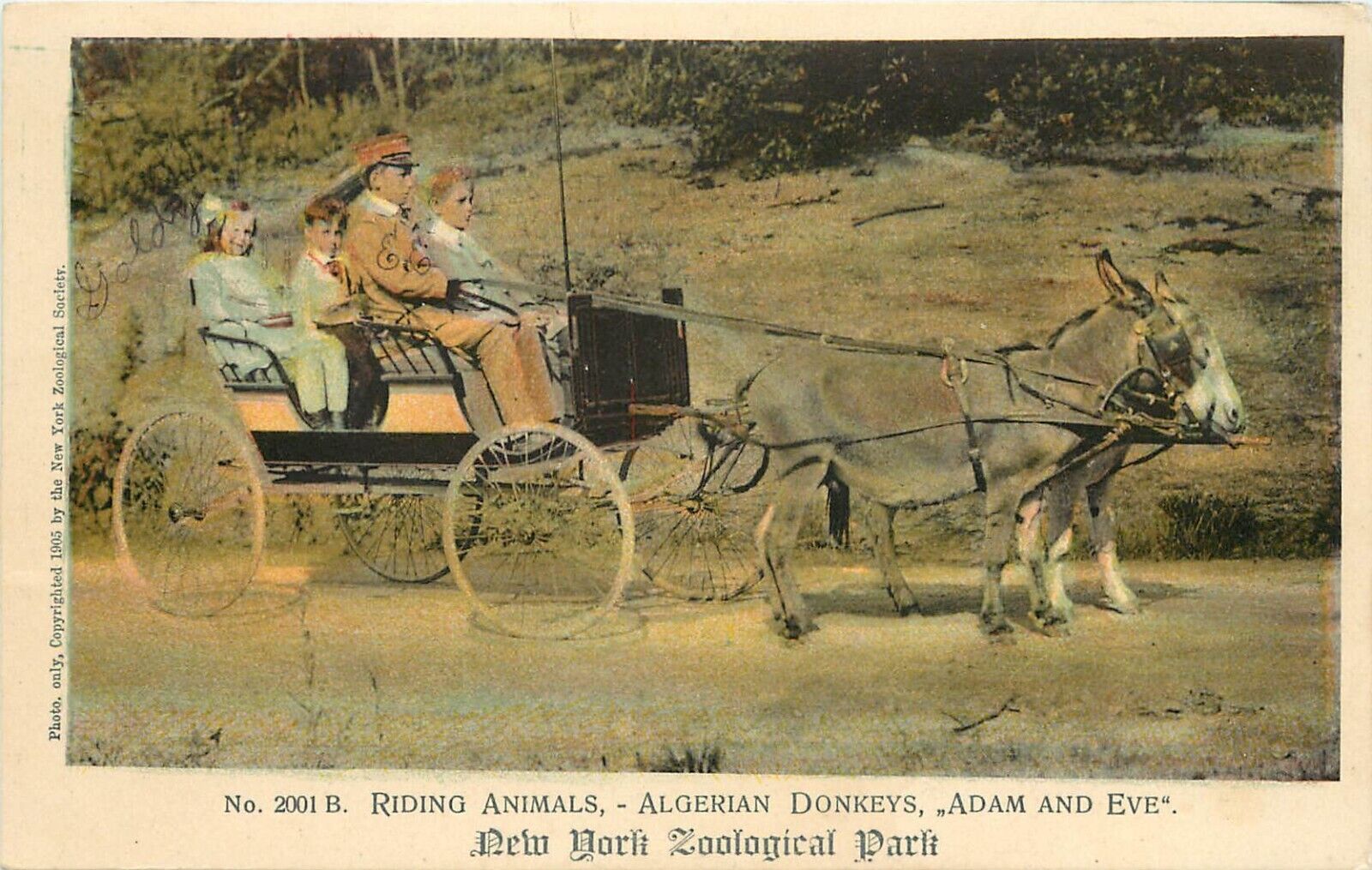 c1905 Postcard 2001.B Algerian Donkeys Adam & Eve, New York Zoological Park