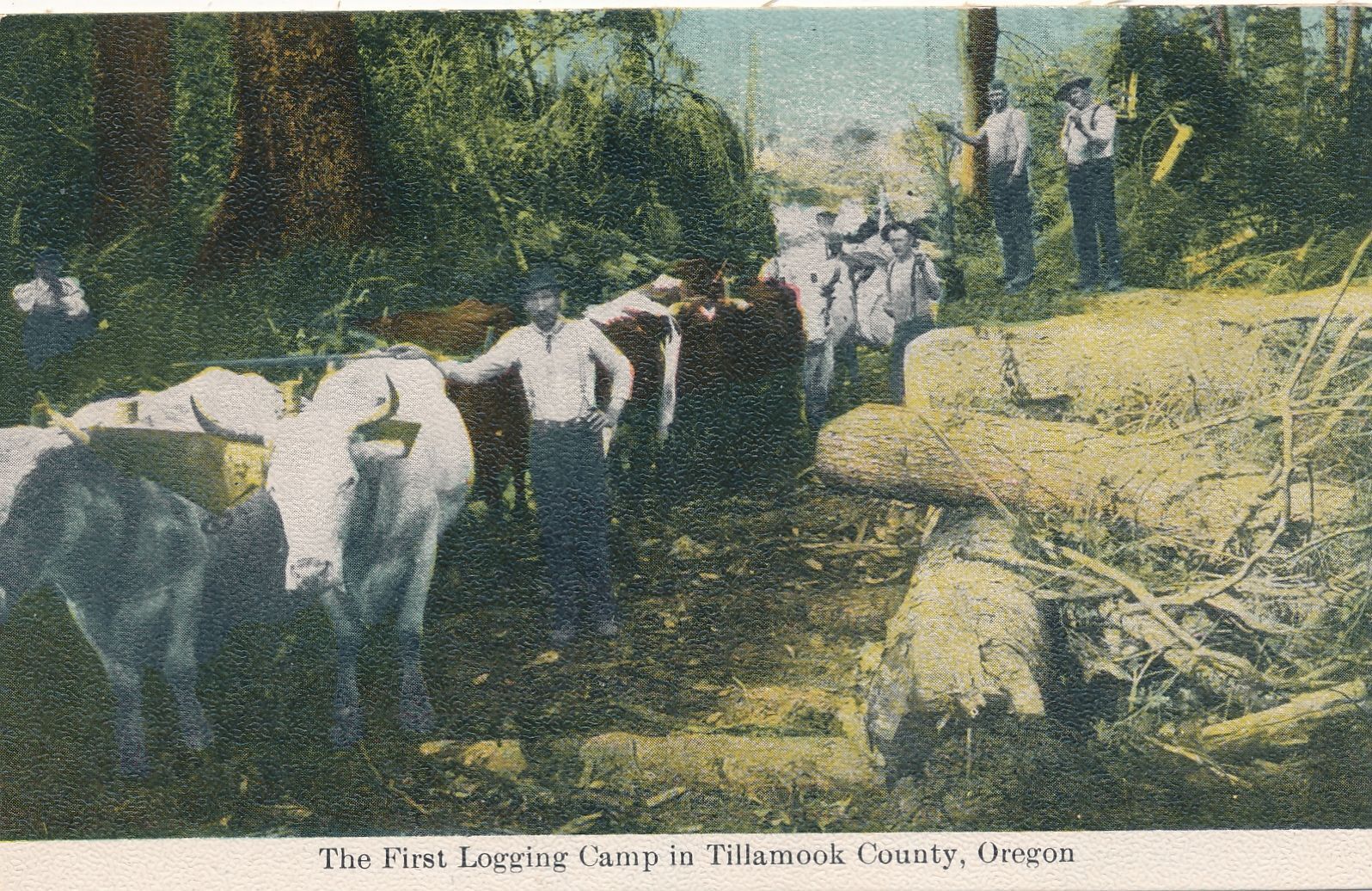 OREGON OR - The First Logging Camp In Tillamook County Postcard