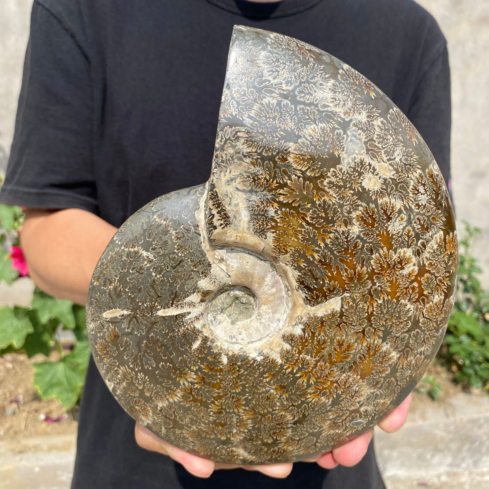 3.8lb Large Rare Natural Ammonite Fossil Conch Crystal Specimen Healing