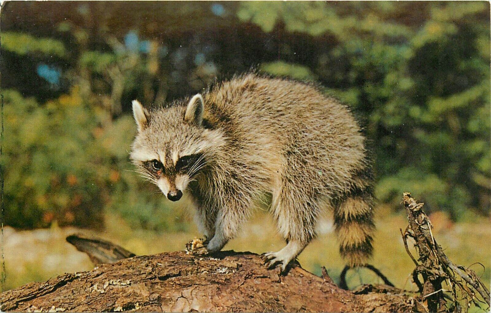 Mr Raccoon Vintage Chrome Postcard