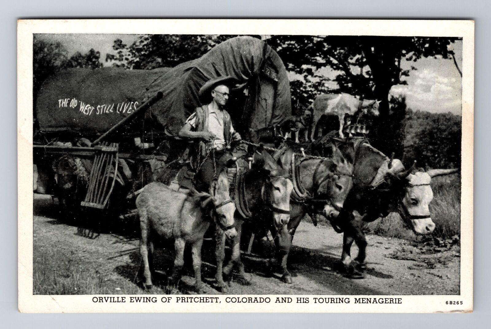 Pritchett CO-Colorado, Orville Ewing & His Touring Menagerie, Vintage Postcard