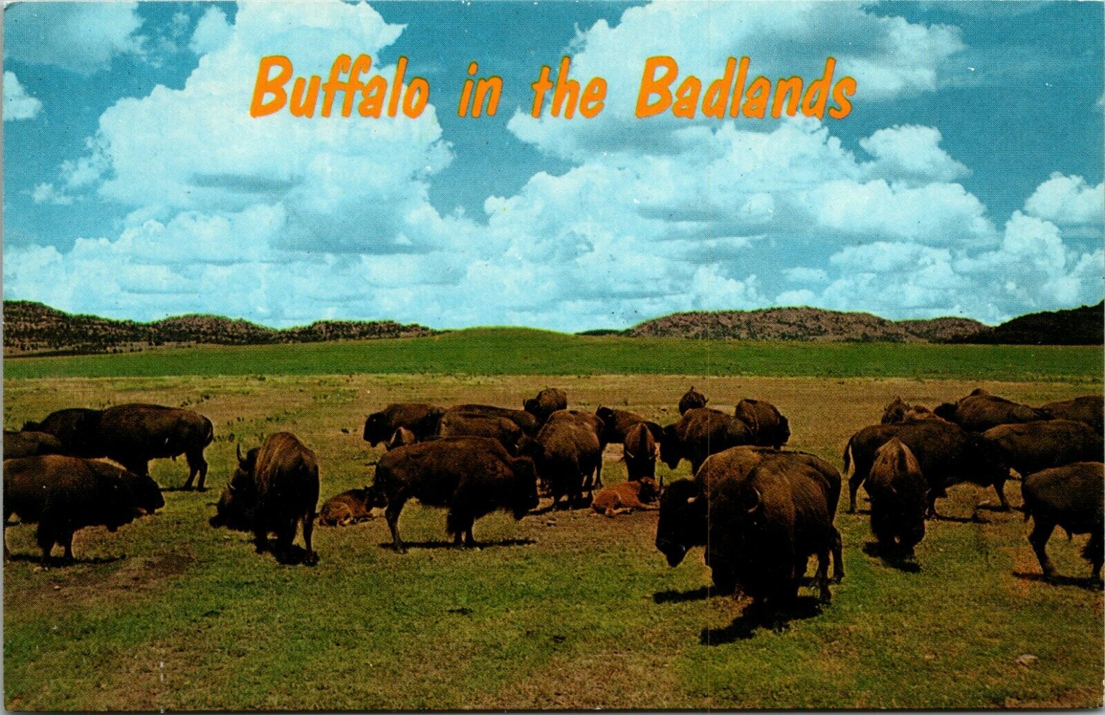 Badlands National Park South Dakota SD Buffalo Bison Postcard