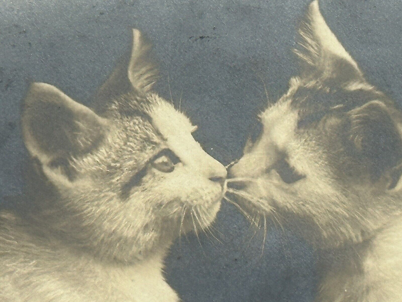Cat Postcard Real Photo RPPC Rotograph Co The Twins Caress Kiss udb