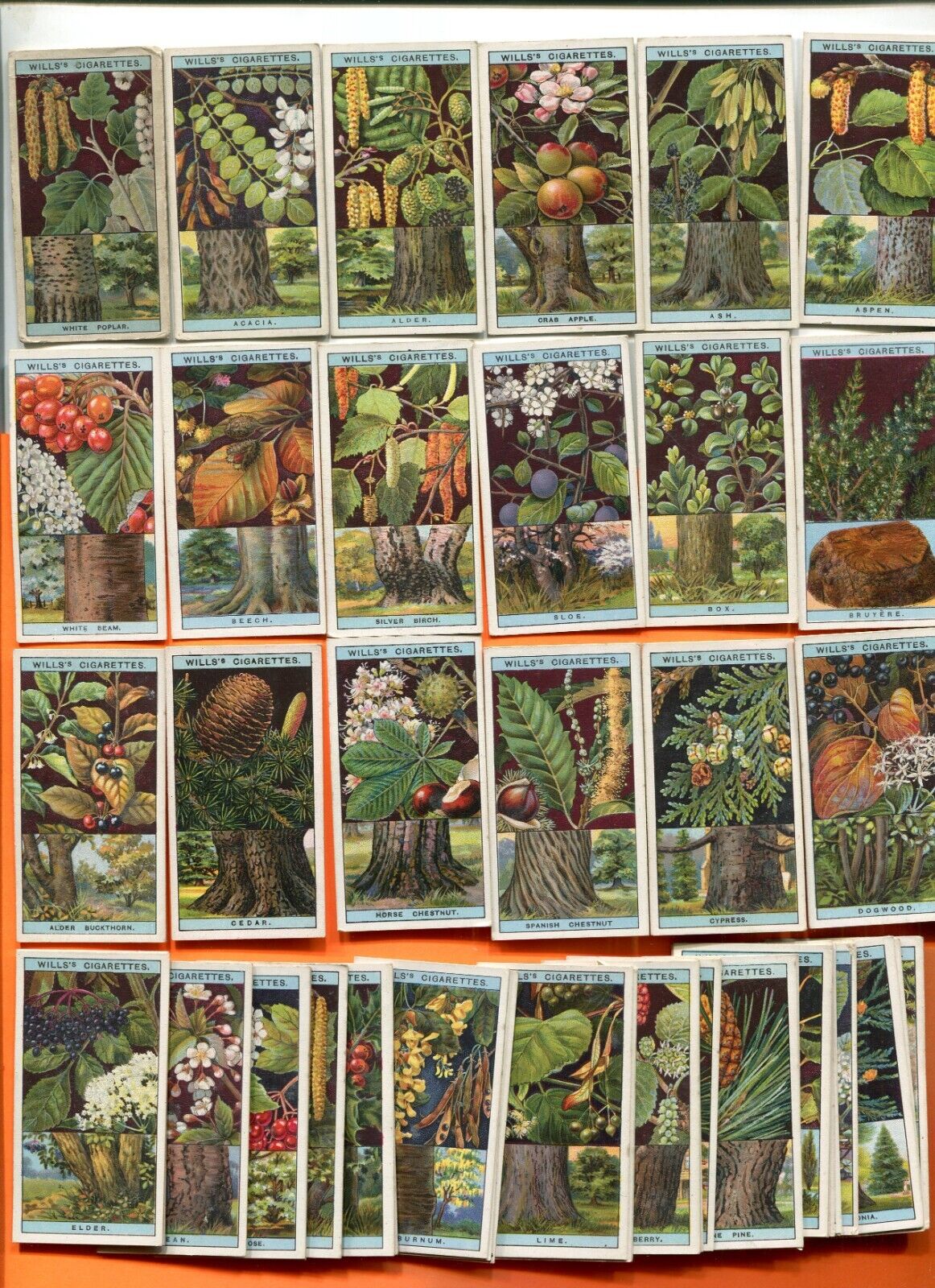 1924 W.D. & H.O. WILLS CIGARETTES FLOWERING TREES & SHRUBS 50 CARD SET