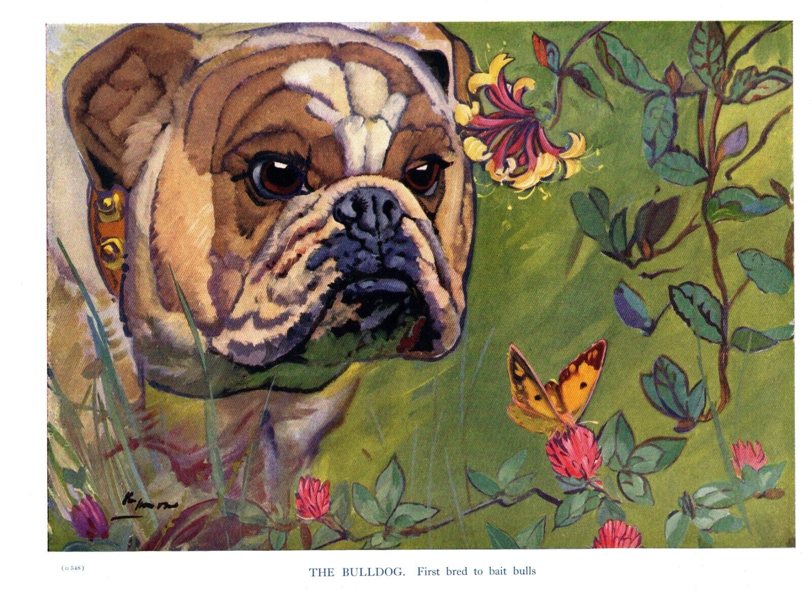 c1950 Vintage Bulldog Print Wall Art Decor Ken Harrow Bulldog Art 5358L