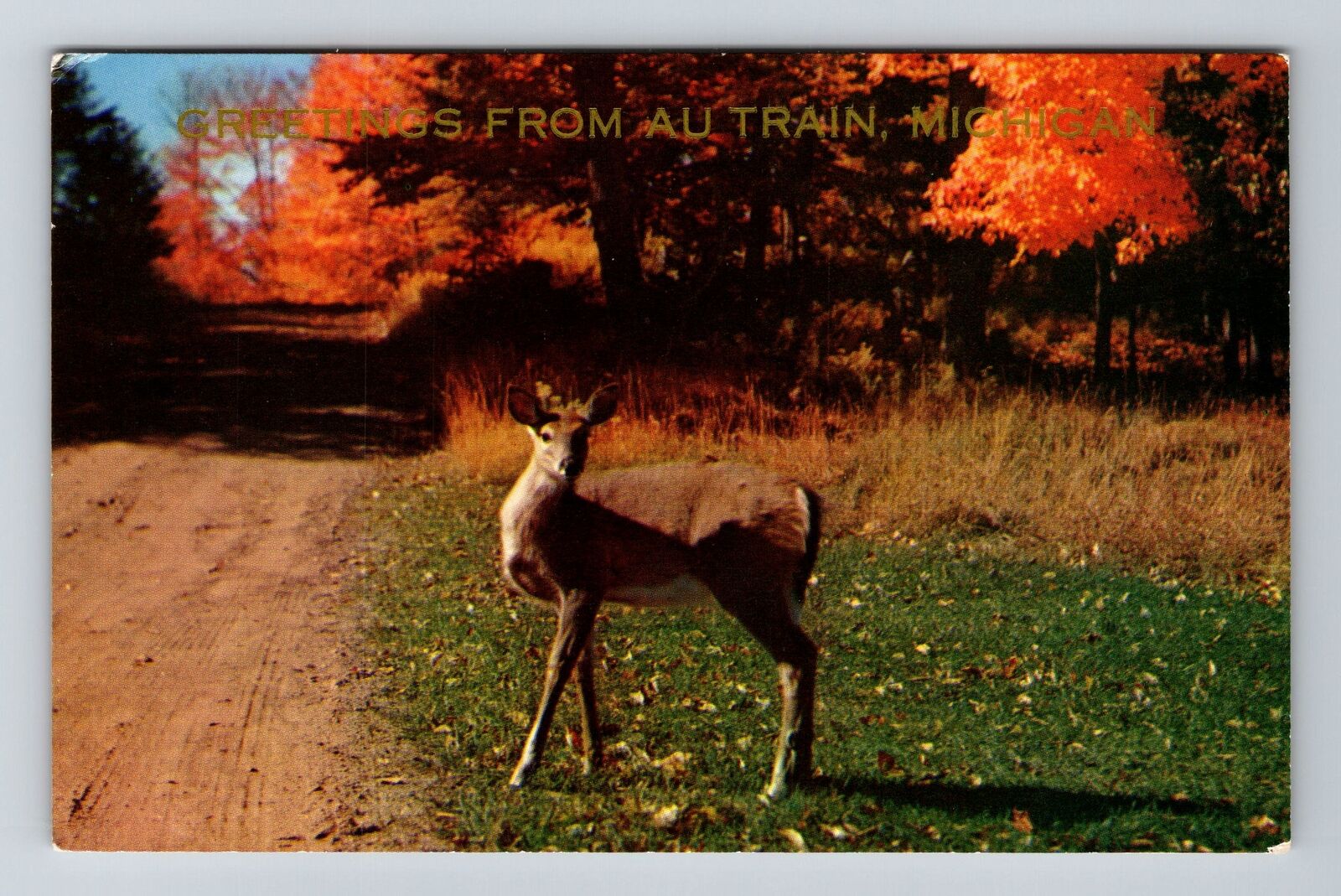 Au Train MI-Michigan, Scenic Greetings, Deer View, Vintage Postcard
