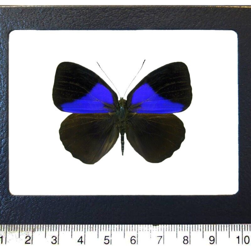 Eunica amelia blue black butterfly Peru FRAMED