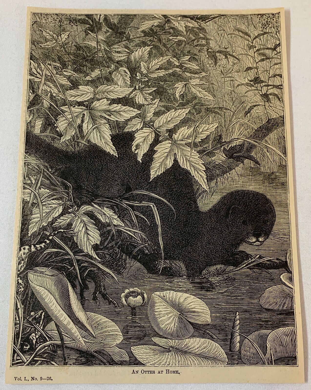 1879 magazine engraving ~ AN OTTER AT HOME