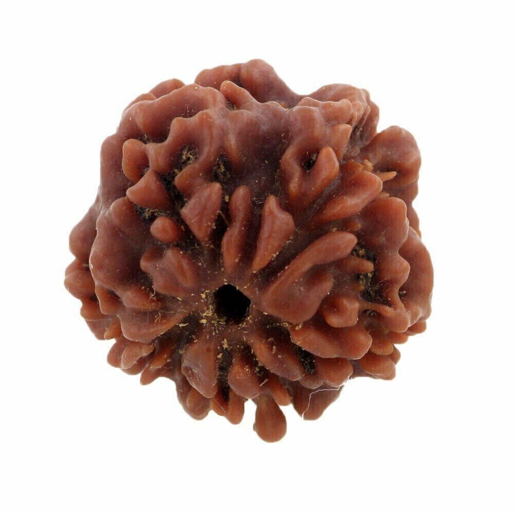 Certified A++ Energized 1 Mukhi Rudraksha Blessed by Shiva: Lab Verified