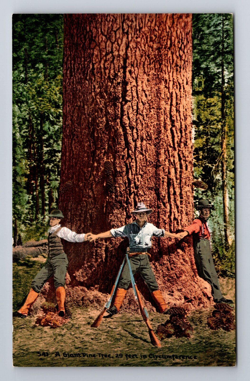 CA-California, A Giant Pine Tree, Antique Vintage Souvenir Postcard