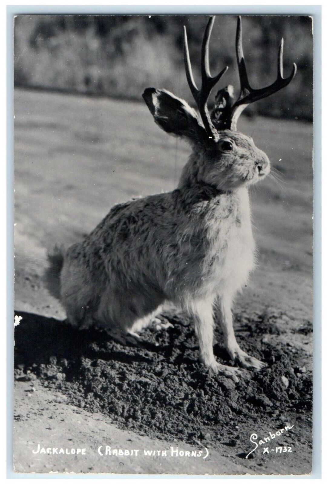 c1940's Jackalope Rabbit With Horns Sand Sanborn RPPC Photo Vintage Postcard