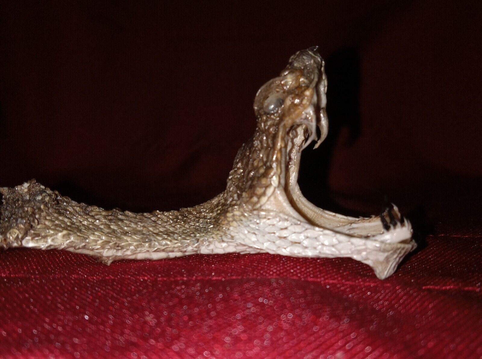 Prairie Rattlesnake Head