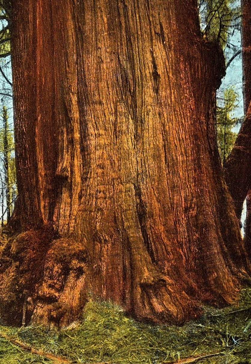 Vintage Postcard Washington, A Giant Cedar, WA c1920