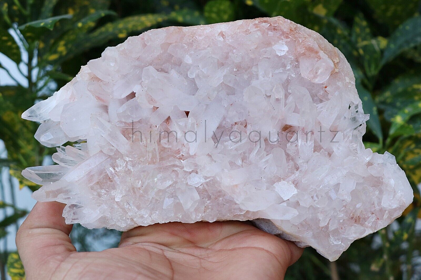 Pink Quartz Crystal 940 gm Himalayan Samadhi Healing Natural Quartz Specimen
