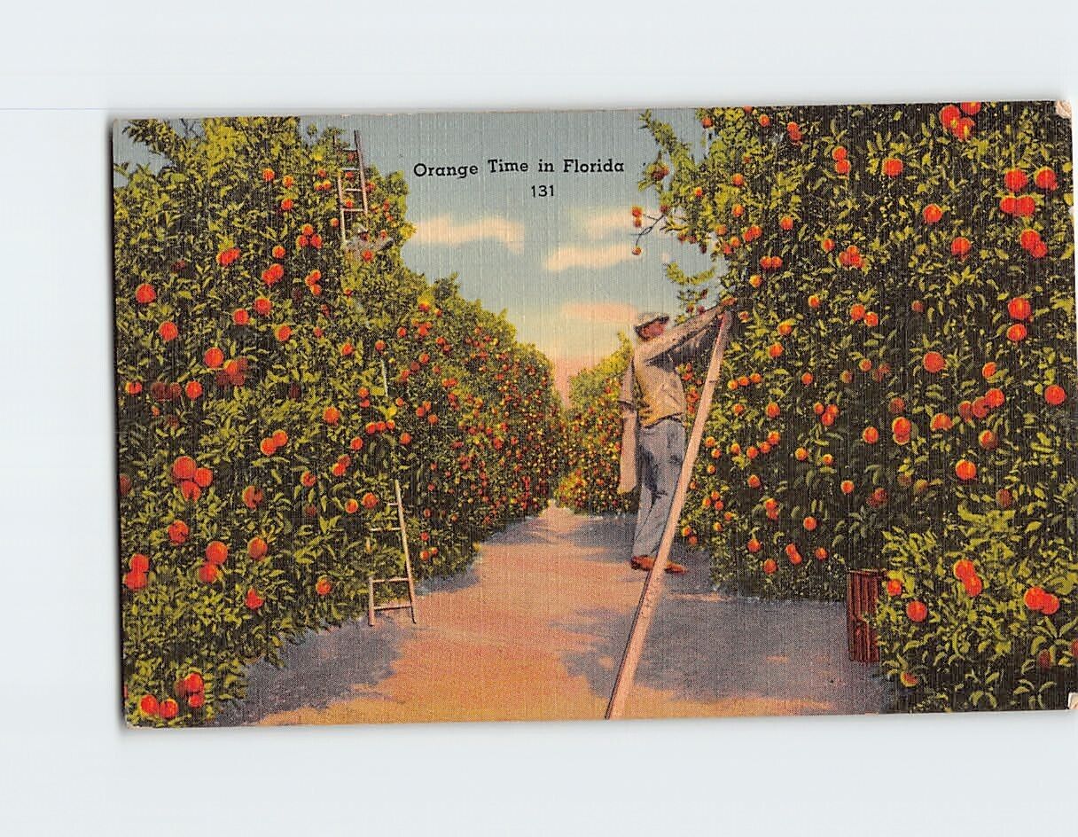 Postcard Orange Time in Florida USA