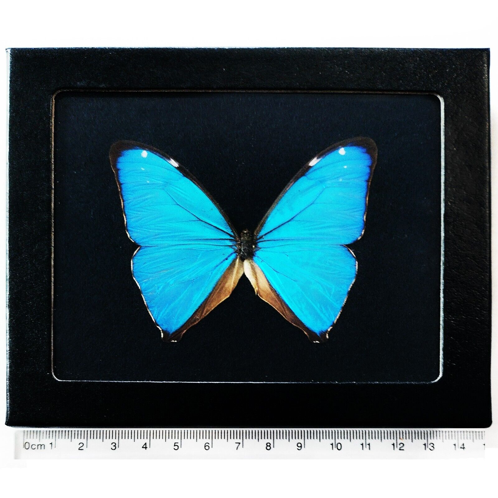 Morpho aega framed BLACK BACKGROUND blue butterfly Argentina