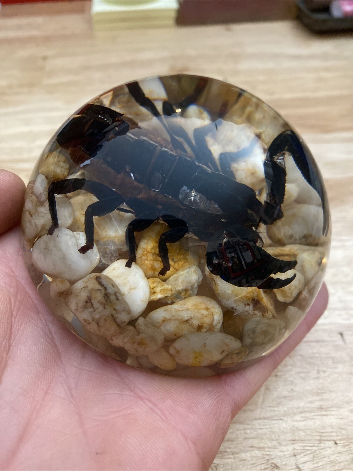 Scorpion Paperweight Clear Glass 3/4+ Pound Bug Collector Lucite GIFT 🦂