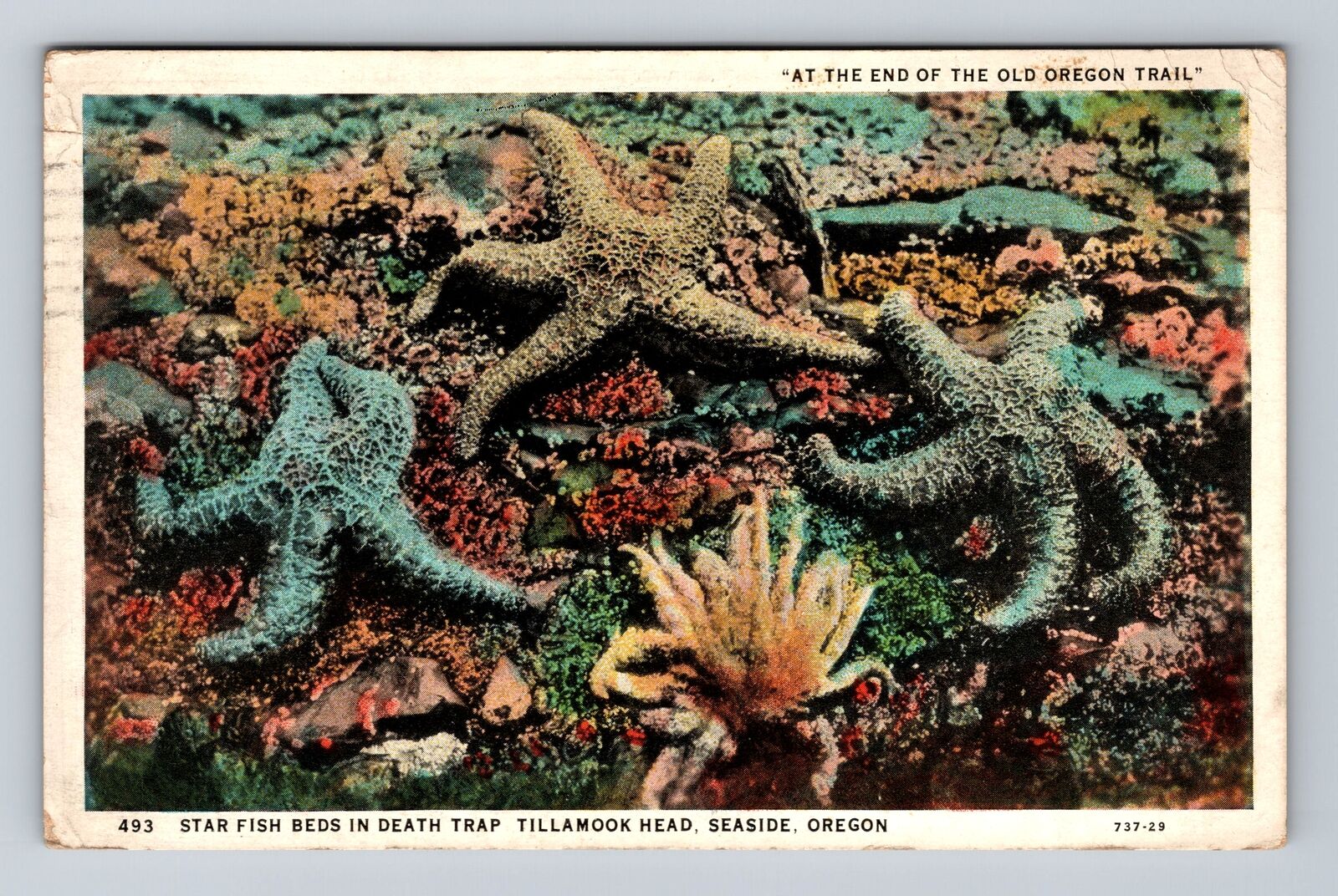 Seaside OR-Oregon, Beds Death Trap, Tillamook Head, Vintage c1931 Postcard