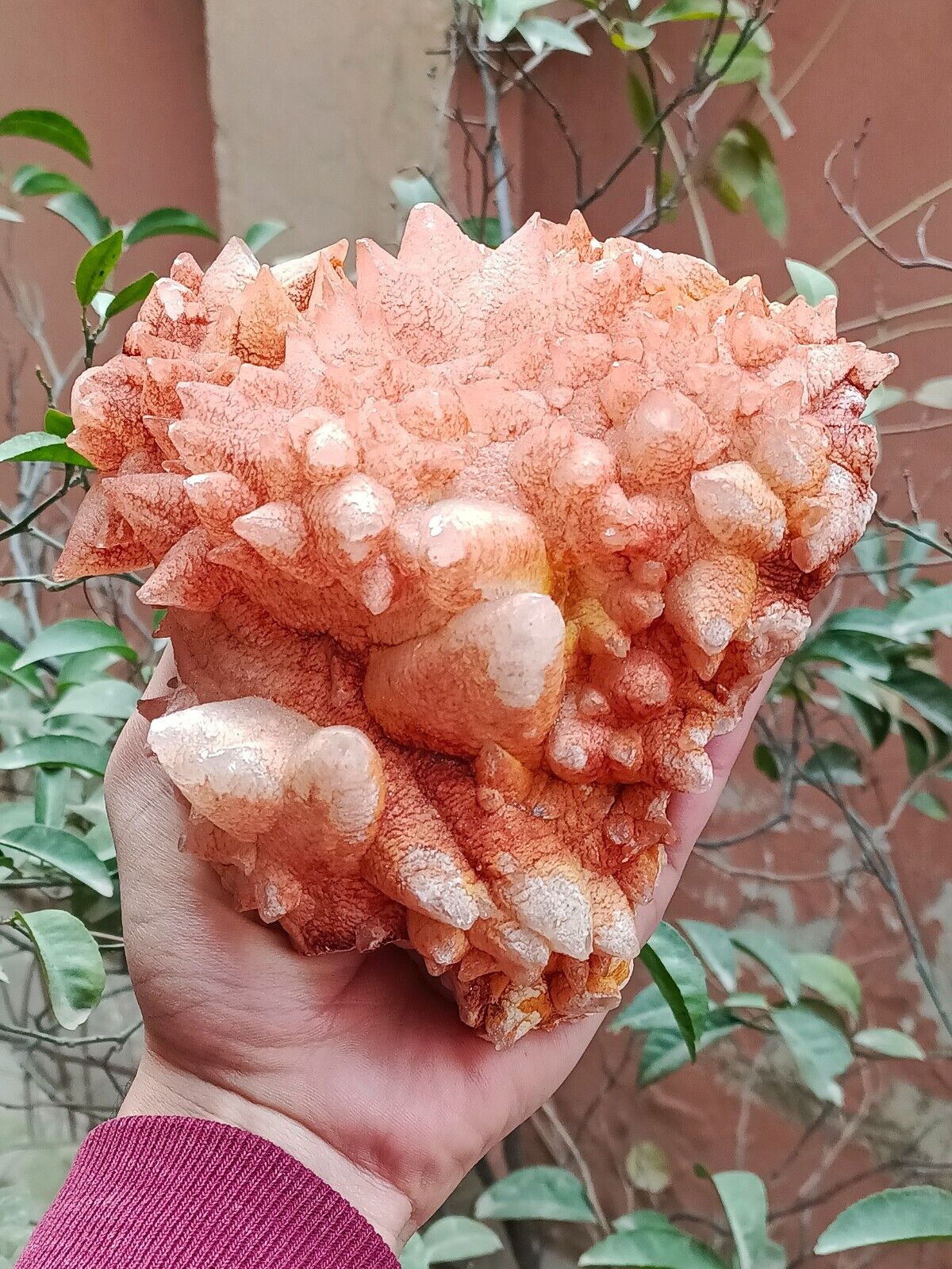 1.5kg Natural Gemstone Orange Dog Tooth Calcite Cluster Mineral Specimen Crystal