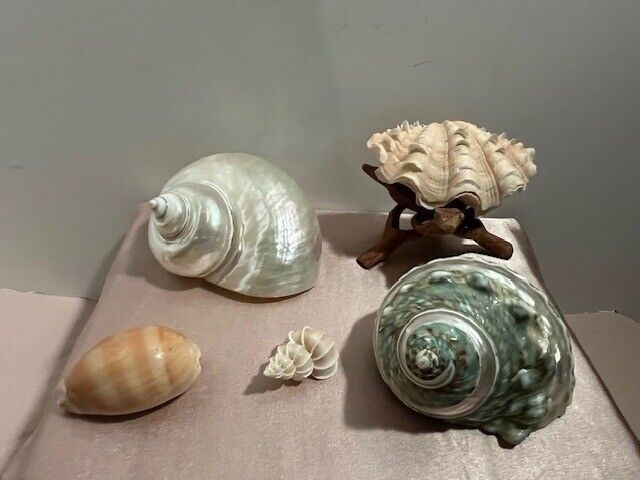 5 seashells in excellent condition, HTF, medium size. Collector quality