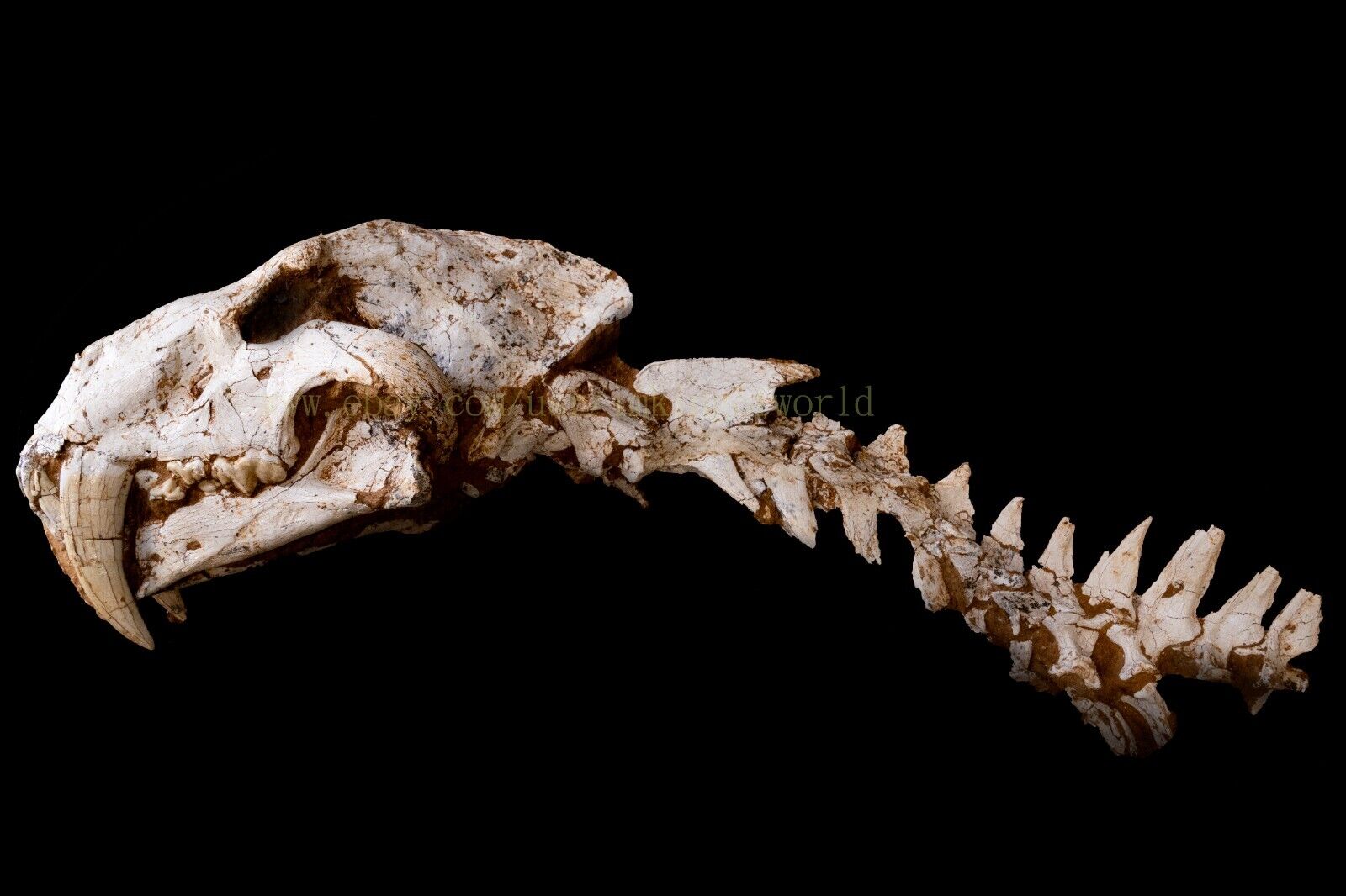 [MACH020] Saber Saber-toothed Machairodus Skull Fossil