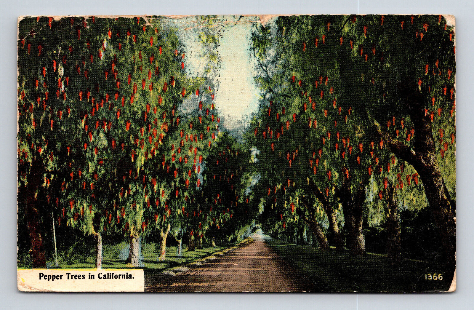 c1914 DB Postcard Los Angeles CA California Pepper Trees in California