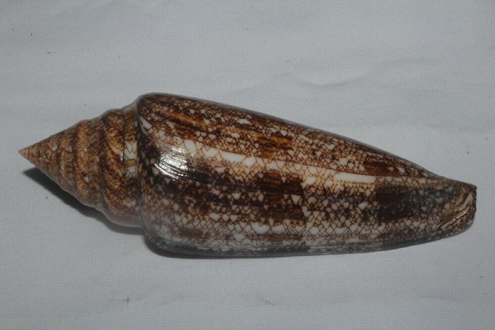 Tonyshells Seashells Conus gloriamaris GLORY OF THE SEA 138.2mm F+++ DARK COLOR