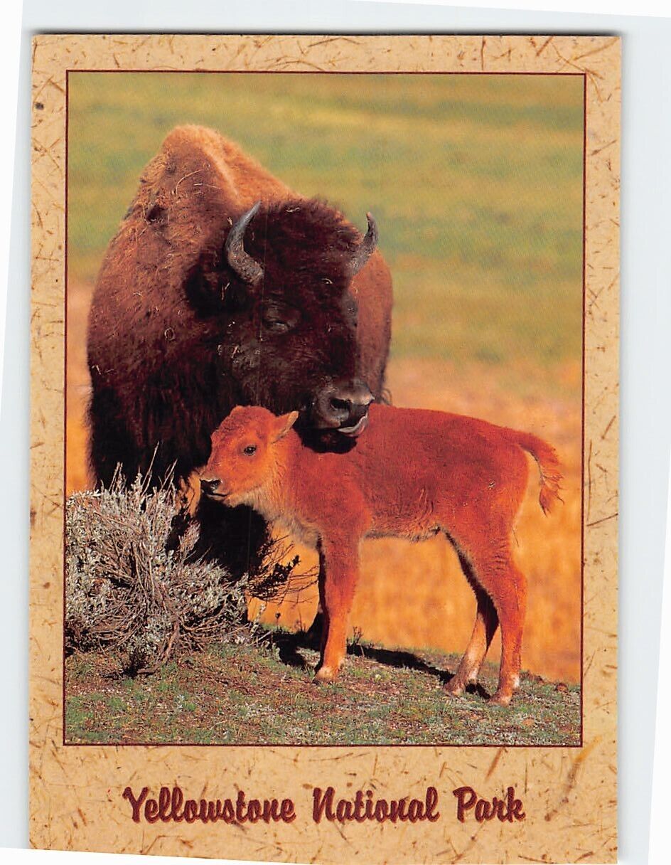 Postcard Bison and Calf, Yellowstone National Park, Wyoming