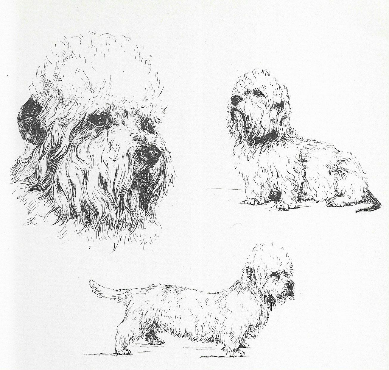 Dandie Dinmont Terrier - CUSTOM MATTED - 1963 Vintage Dog Art Print *