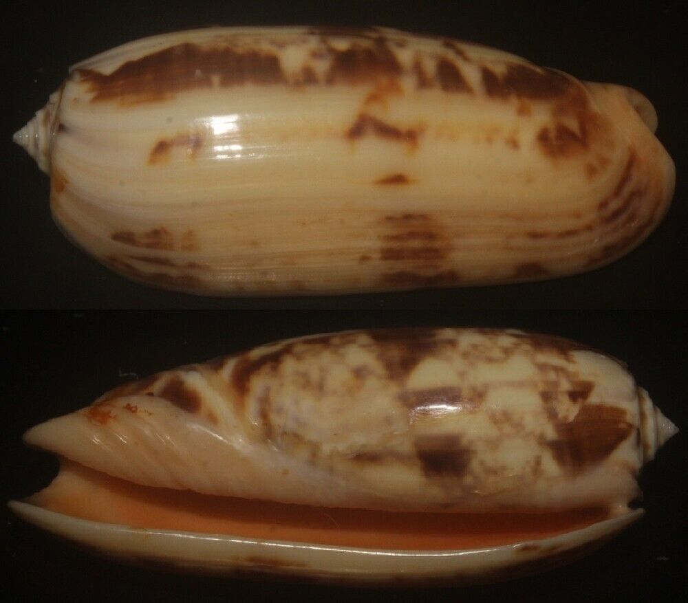 Tonyshells Seashells Oliva miniacea f. saturata PACIFIC COMMON OLIVE SUPERB 75.2
