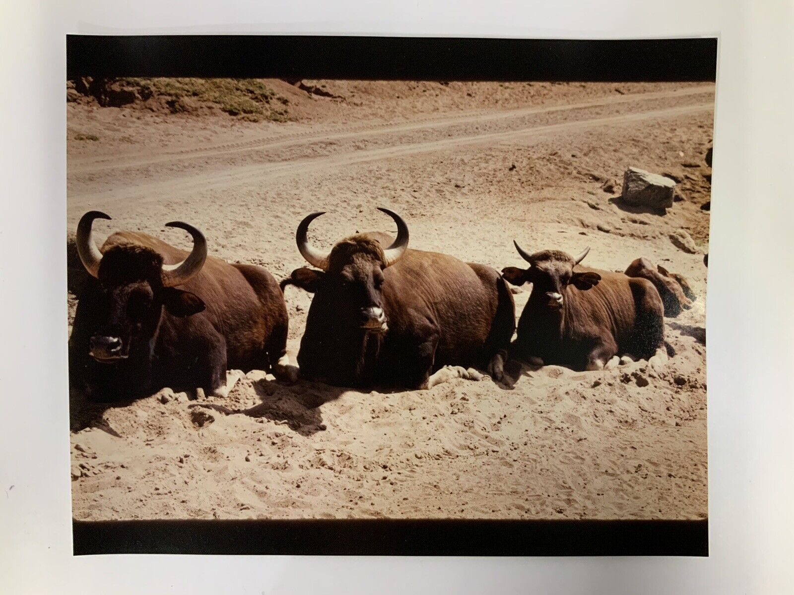 1985 San Diego Wildlife Park Buffalo 8x10 Original Photo Michele Urbany Neely