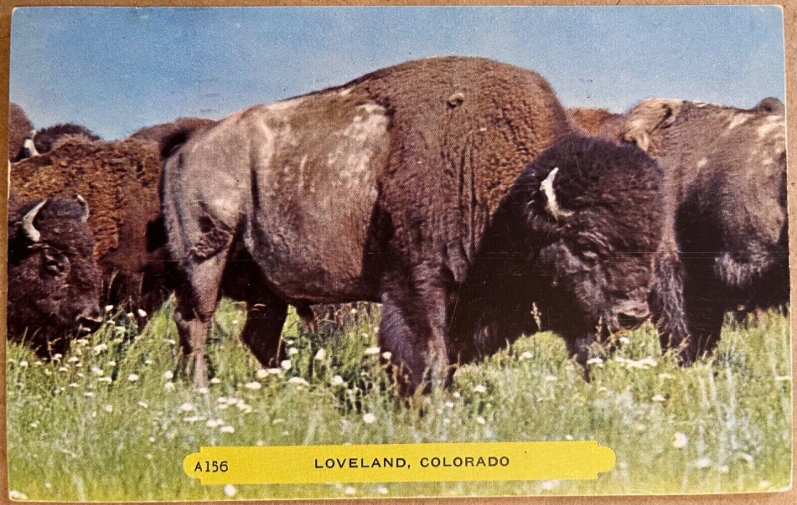 Loveland Colorado Buffalo Bison Postcard c1950