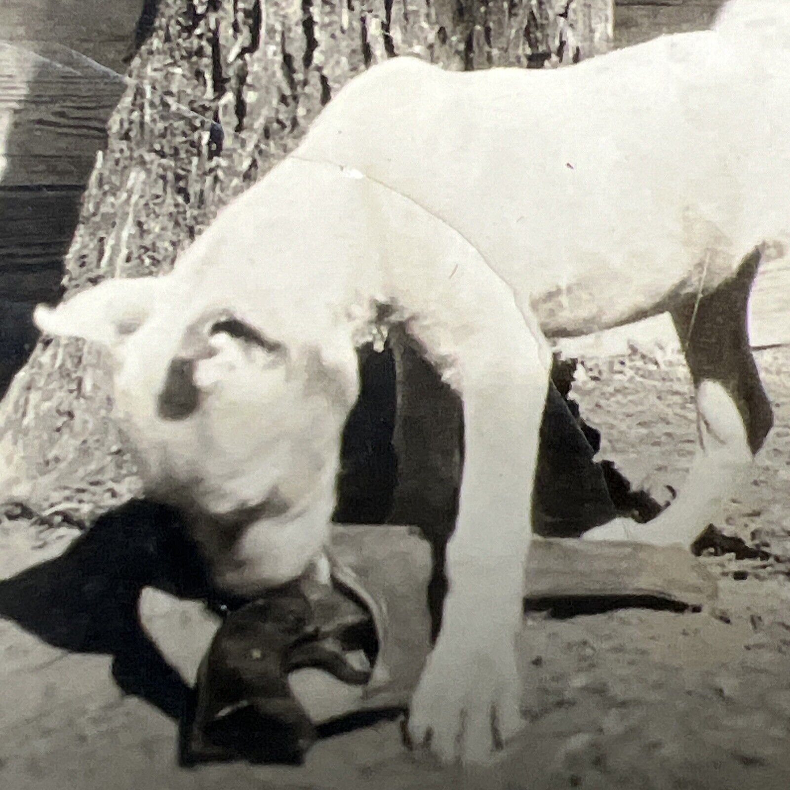 1920s PIT BULL DOG Playing w PISTOL Gun w Holster  vintage Snapshot Photo Yard