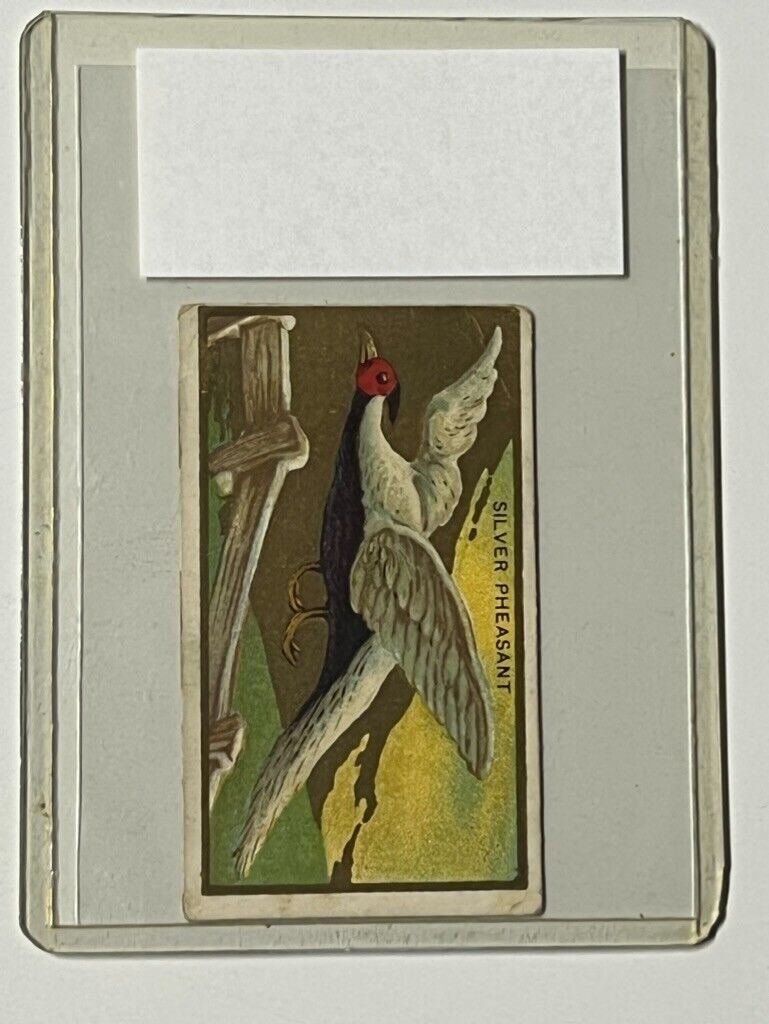 1910 T42 SOVEREIGN Cigarettes BIRD SERIES (White Borders) -SILVER PHEASANT