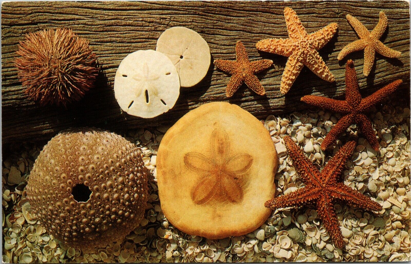 Hampden MA Laughing Brook Education Center Sea Urchins Starfish Postcard