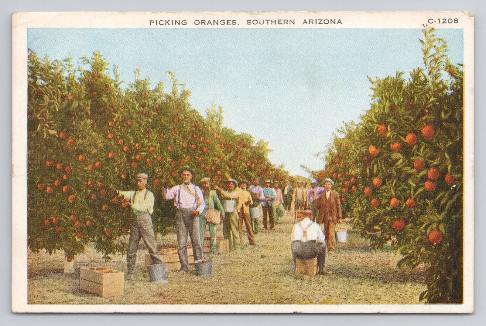 Postcard Picking Oranges Southern Arizona