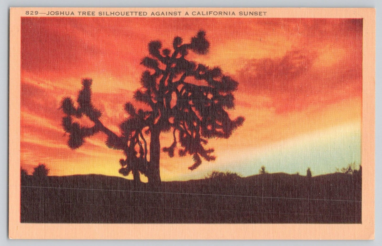 Postcard Joshua Tree Silhouetted Against A California Sunset