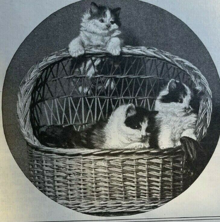 1901 Raising Cats As A Business illustrated