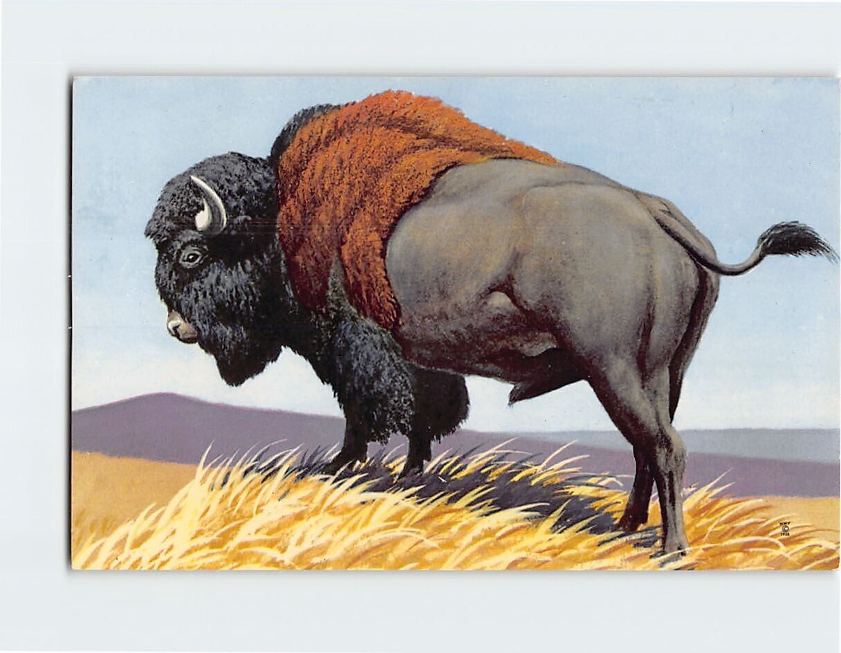 Postcard Bison (Bison bison) By Don R. Eckleberry