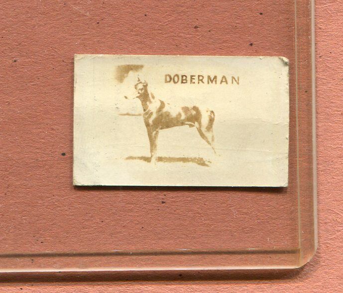 1948 TOPPS MAGIC ORIGINAL CARD #16 AMERICAN DOGS DOBERMAN