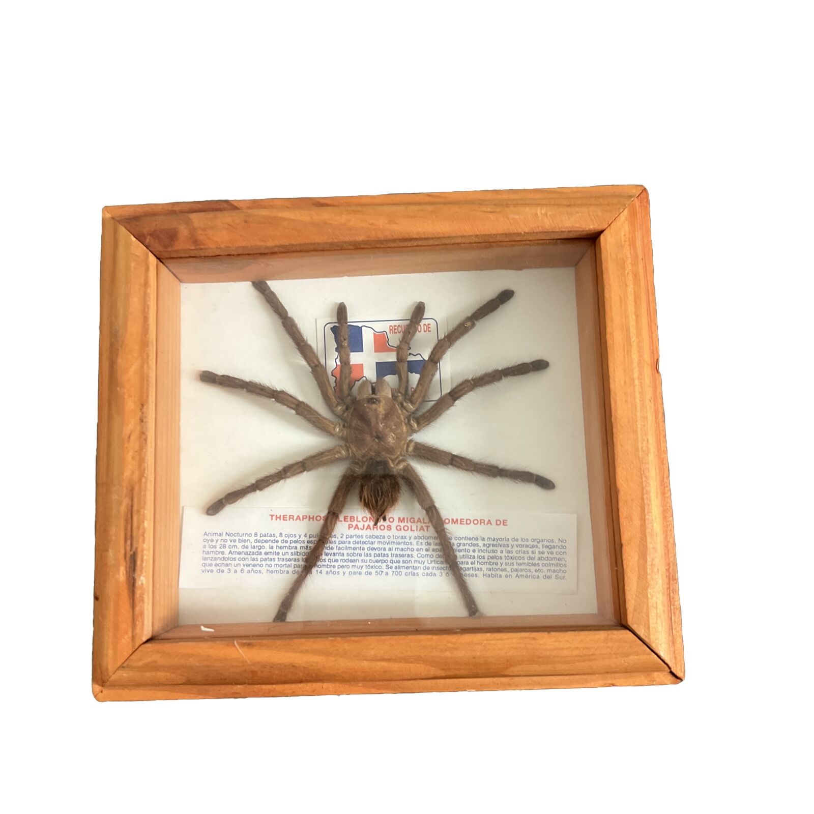 Goliath Birdeater Spider South America Taxidermy Real Theraphosa Leblondi RARE