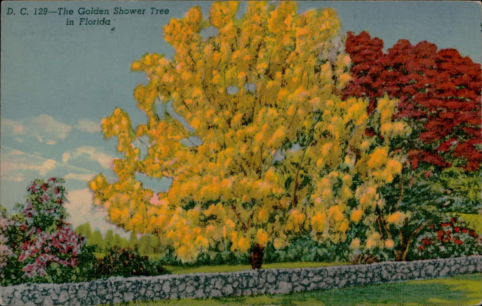 Postcard: D. C. 129-The Golden Shower Tree in Florida