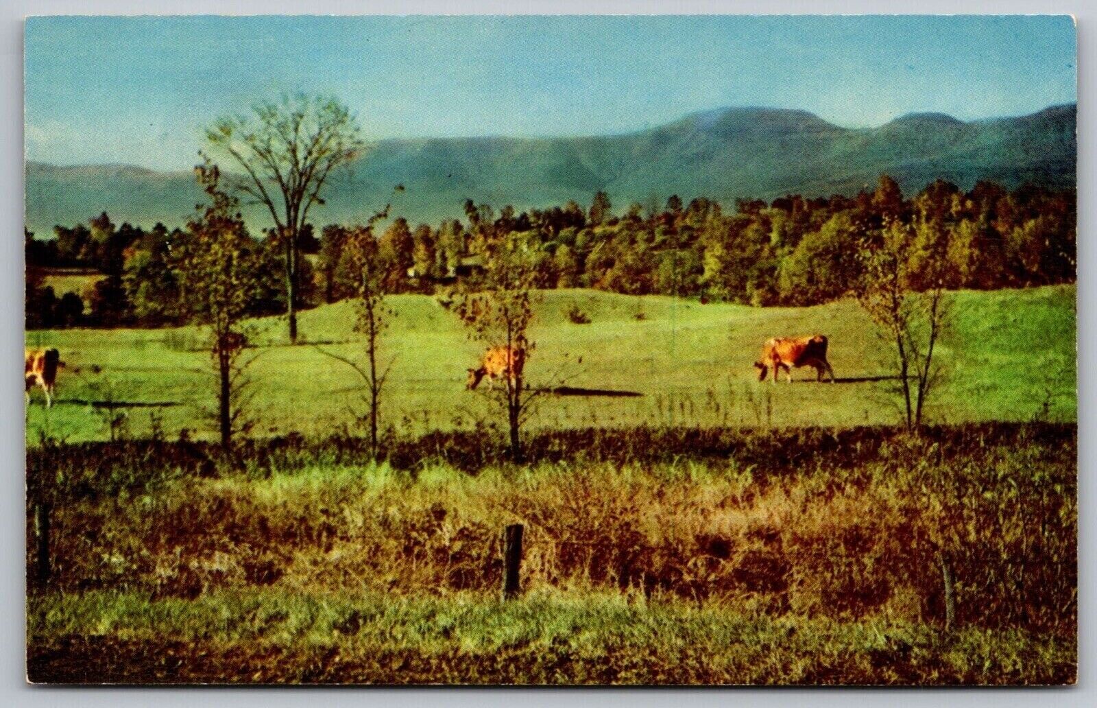 Catskill Blackhead Mountains New York Cattle Cows Field Forest Vintage Postcard