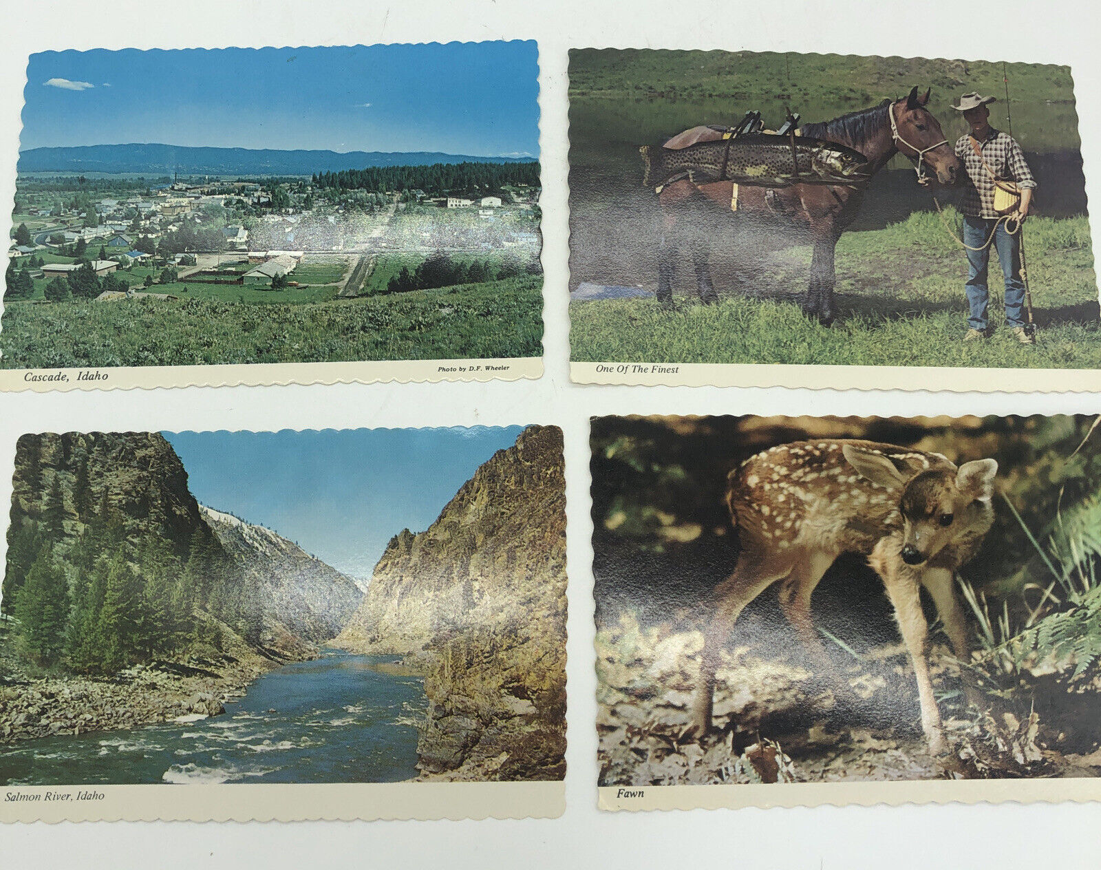 Lot of 4 Vtg Idaho Post cards Cascade Salmon River Twin Fawn One Of the Finest 
